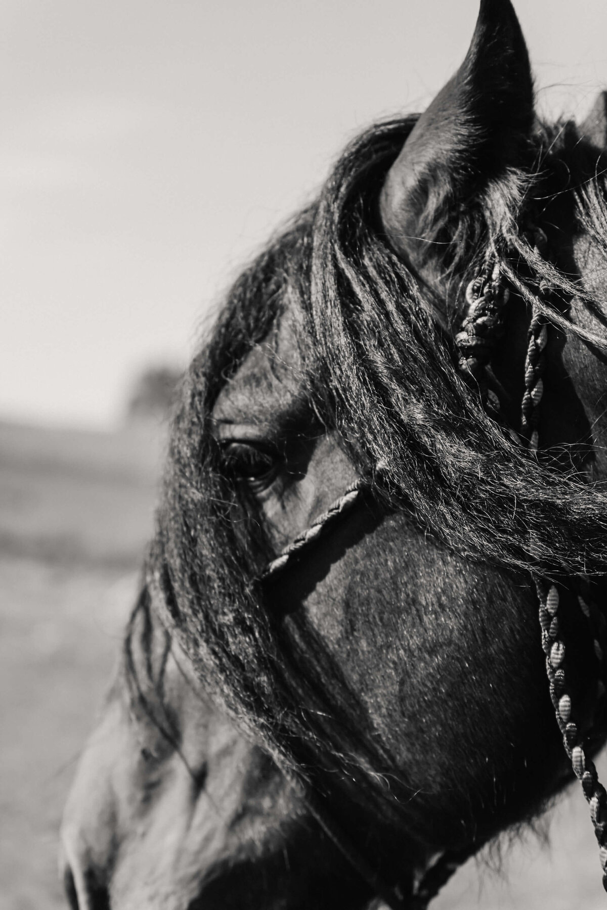trochu-central-alberta-equine-portraits-western-lifestyle-photographer-0004
