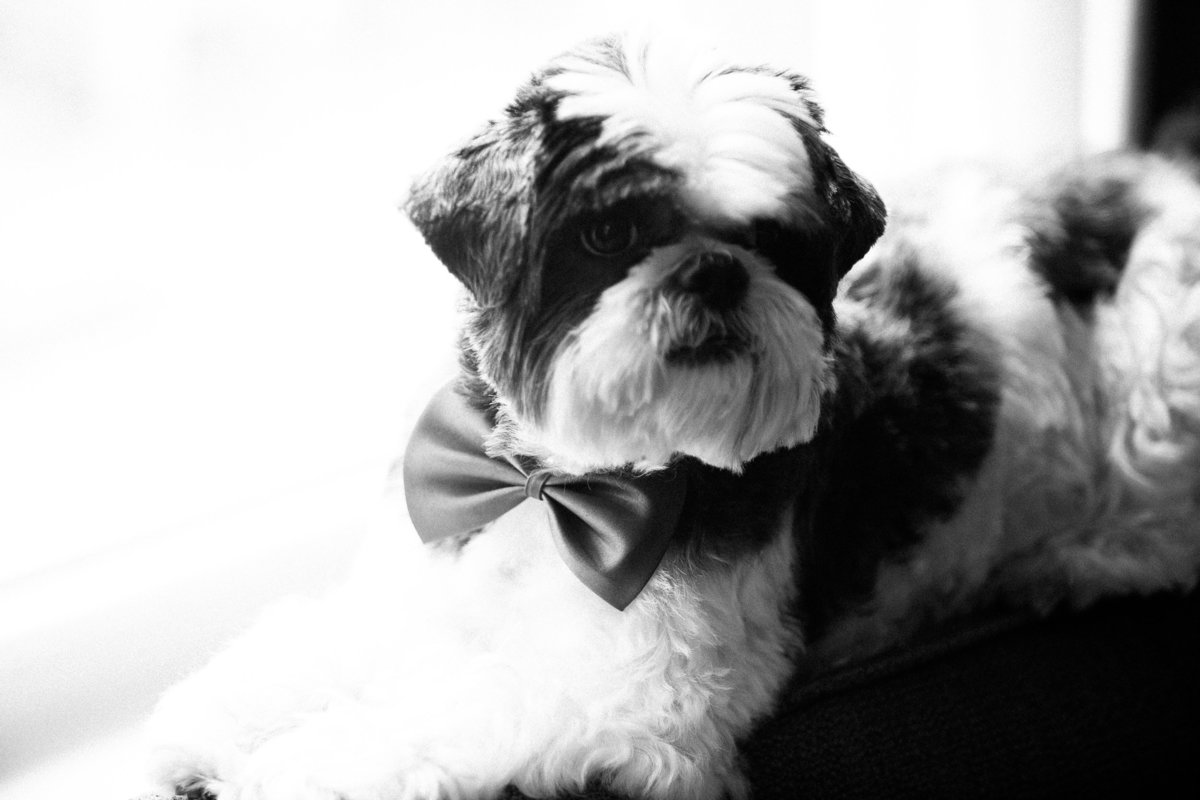Small dog wearing a bow tie for mom and dad’s big day!