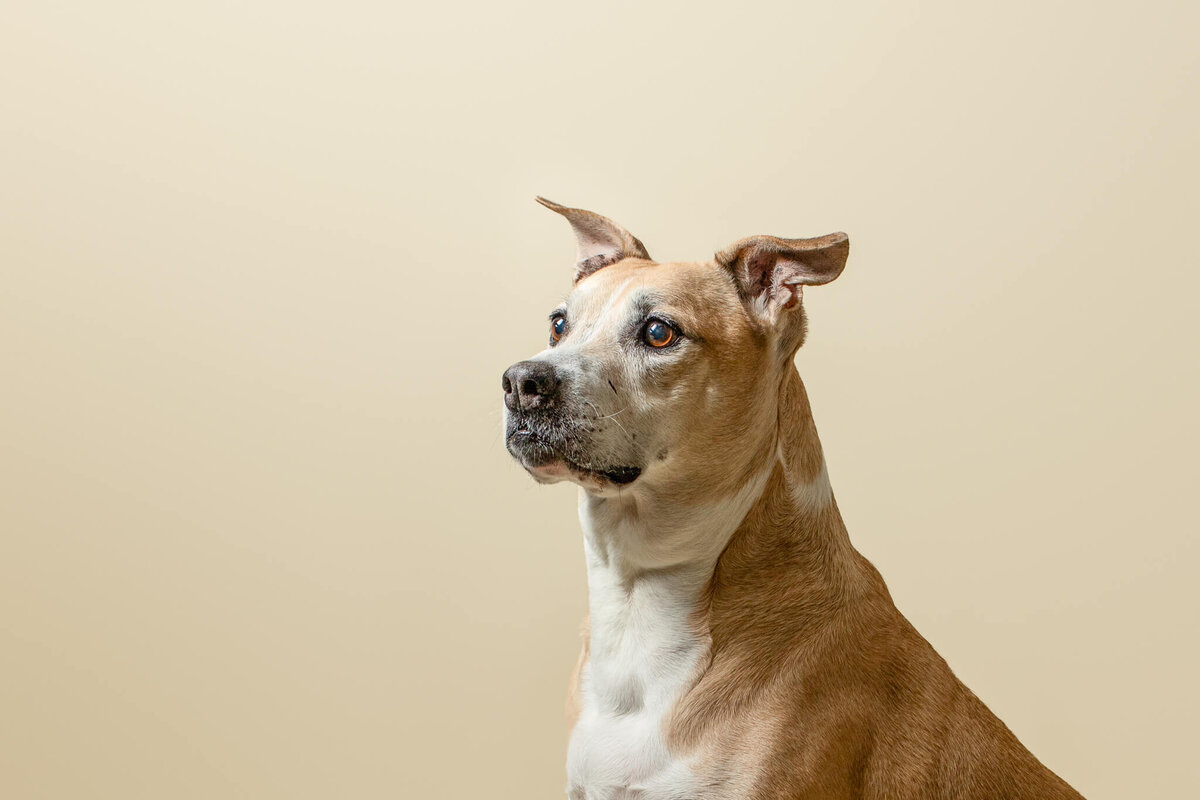 Terrier mix looking to the left intently for Boston pet photogrpaher in Studio on tan backdrop