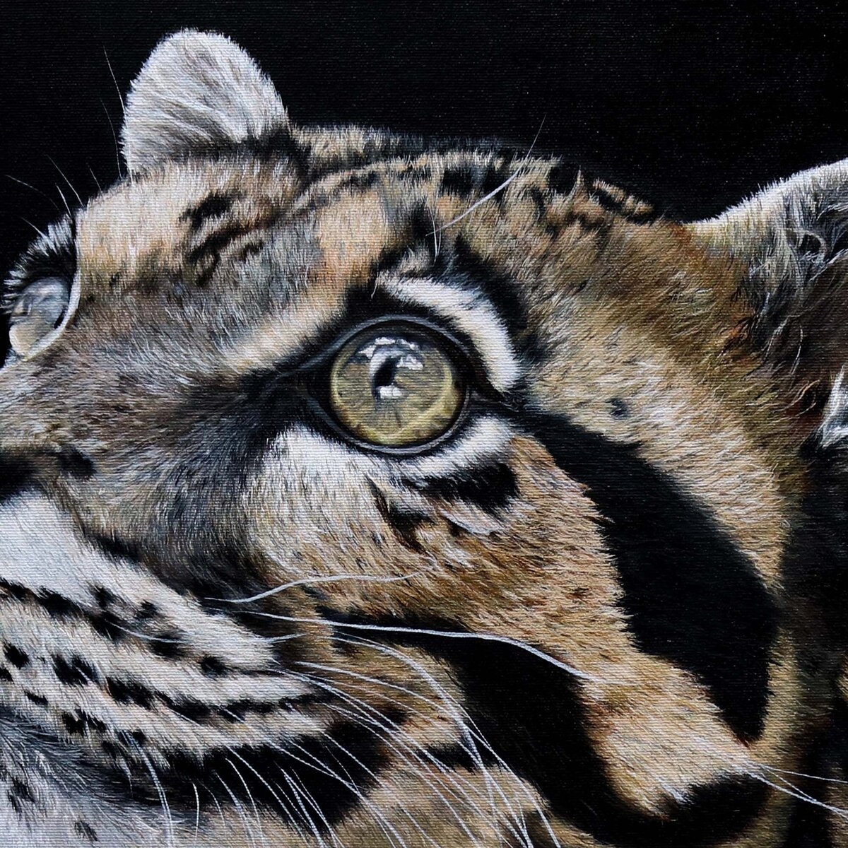 Clouded leopard close up