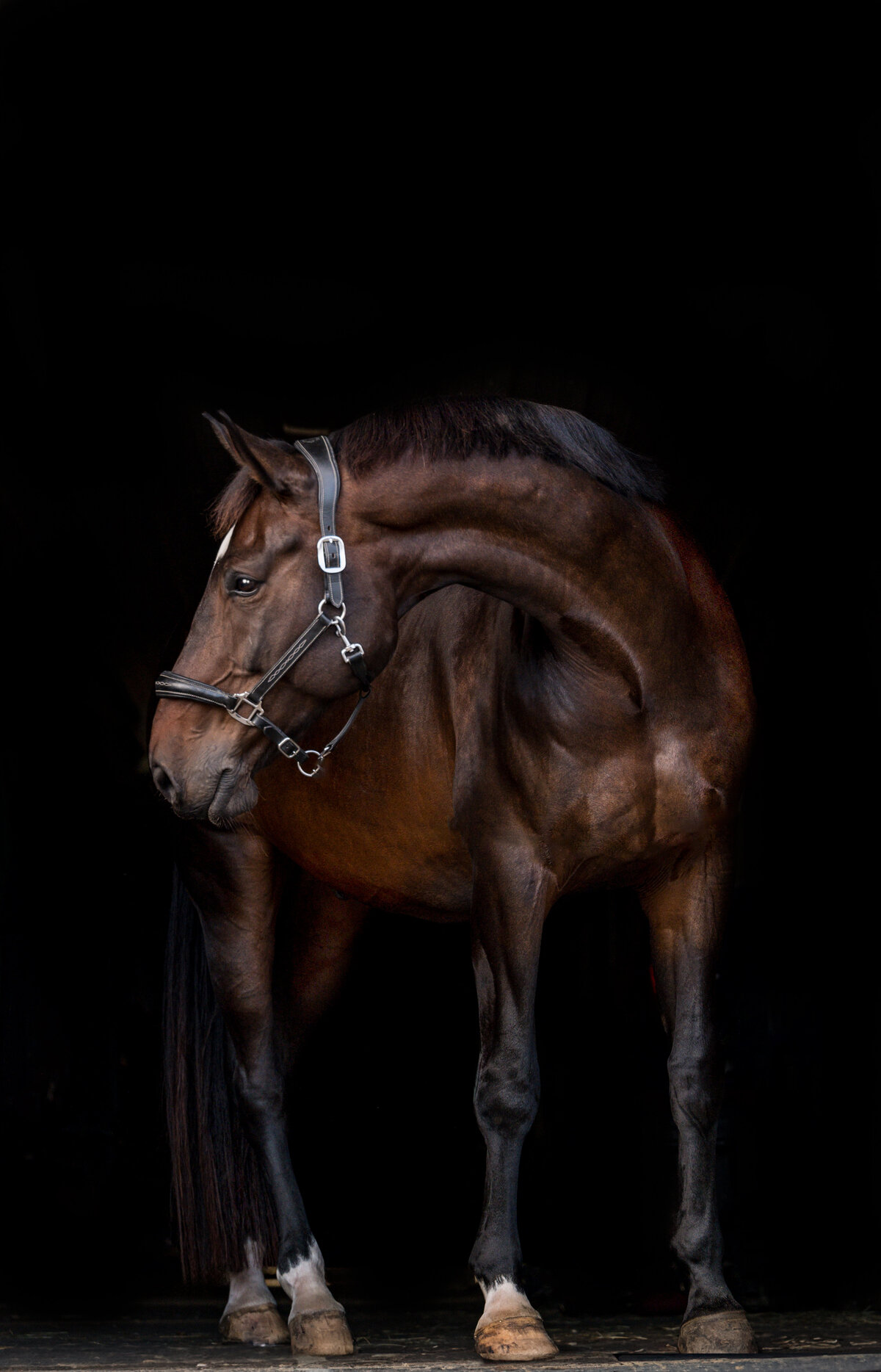 5-Clair's Horses | Oden & Janelle Photographers LLC 2023 | JJH_7241