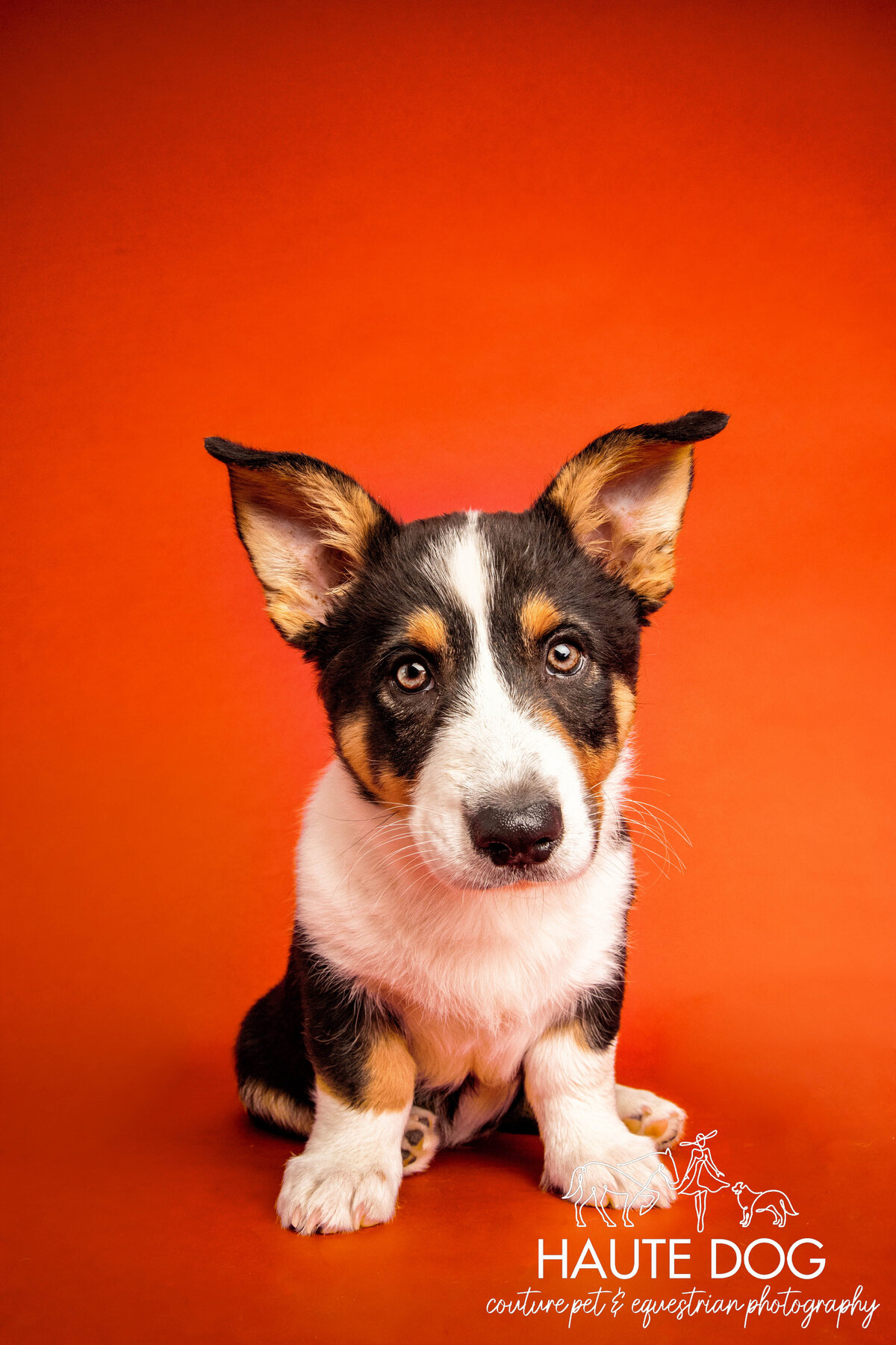 Corgi puppy with big ears and short legs, sitting on an orange background, with a playful and curious expression on its face.