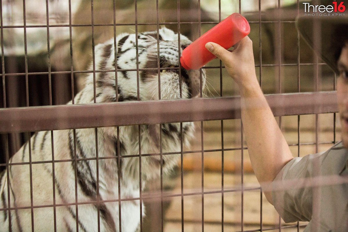 White tiger being attended to during the wedding reception at Rancho Las Lomas