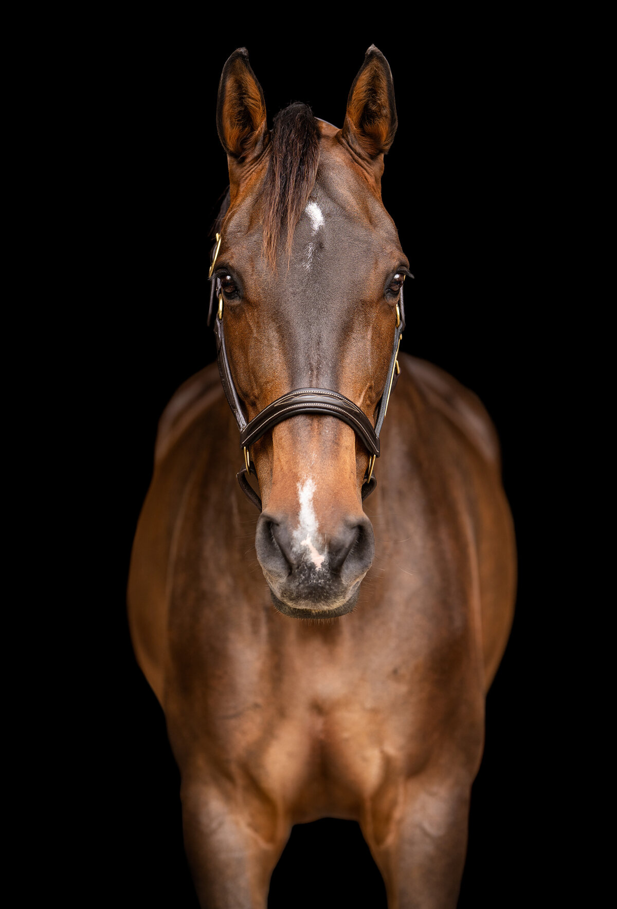 Fine art horse photographer that offers black backgrounds in Ocala Florida.