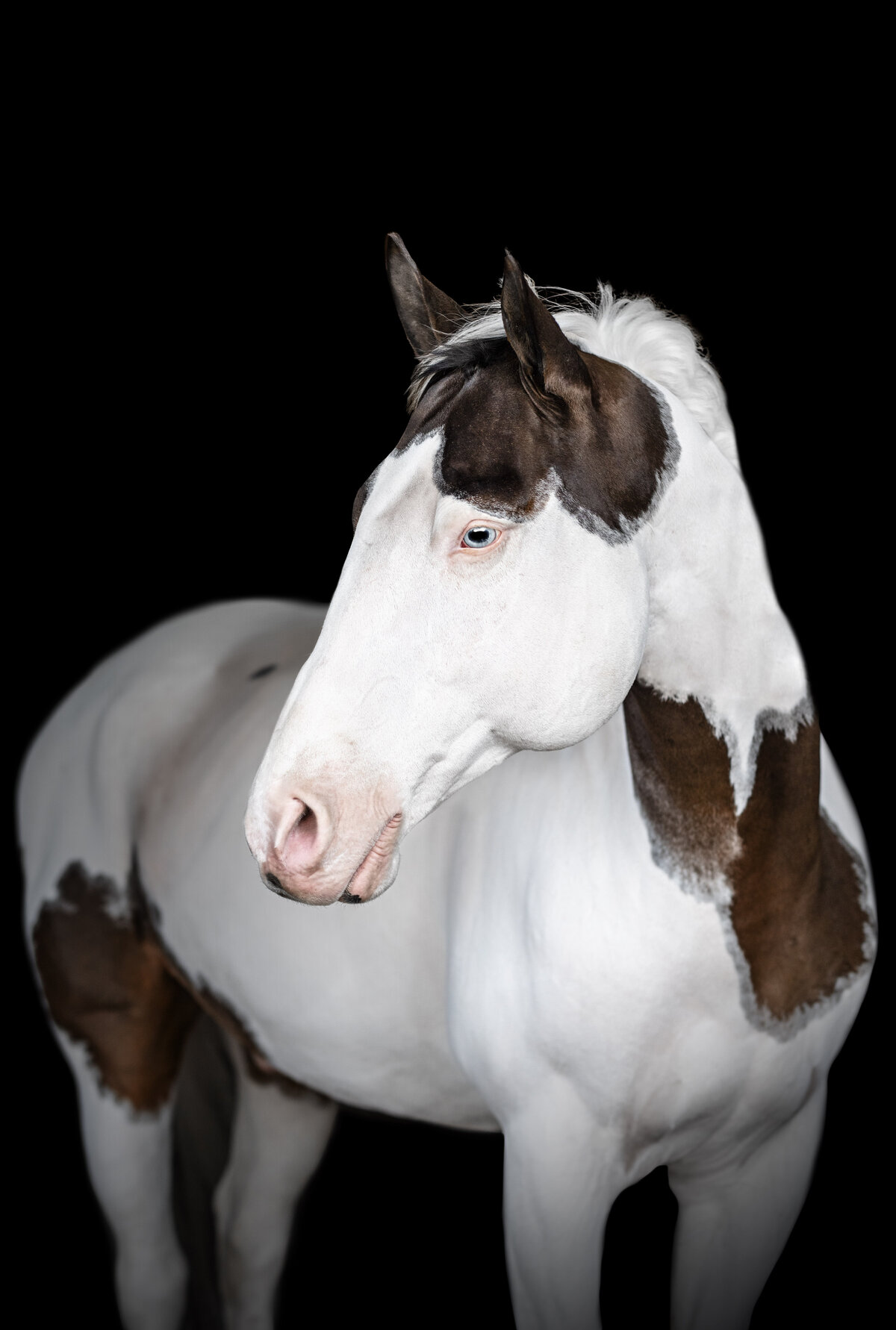 American Paint horse in Southern Tennessee