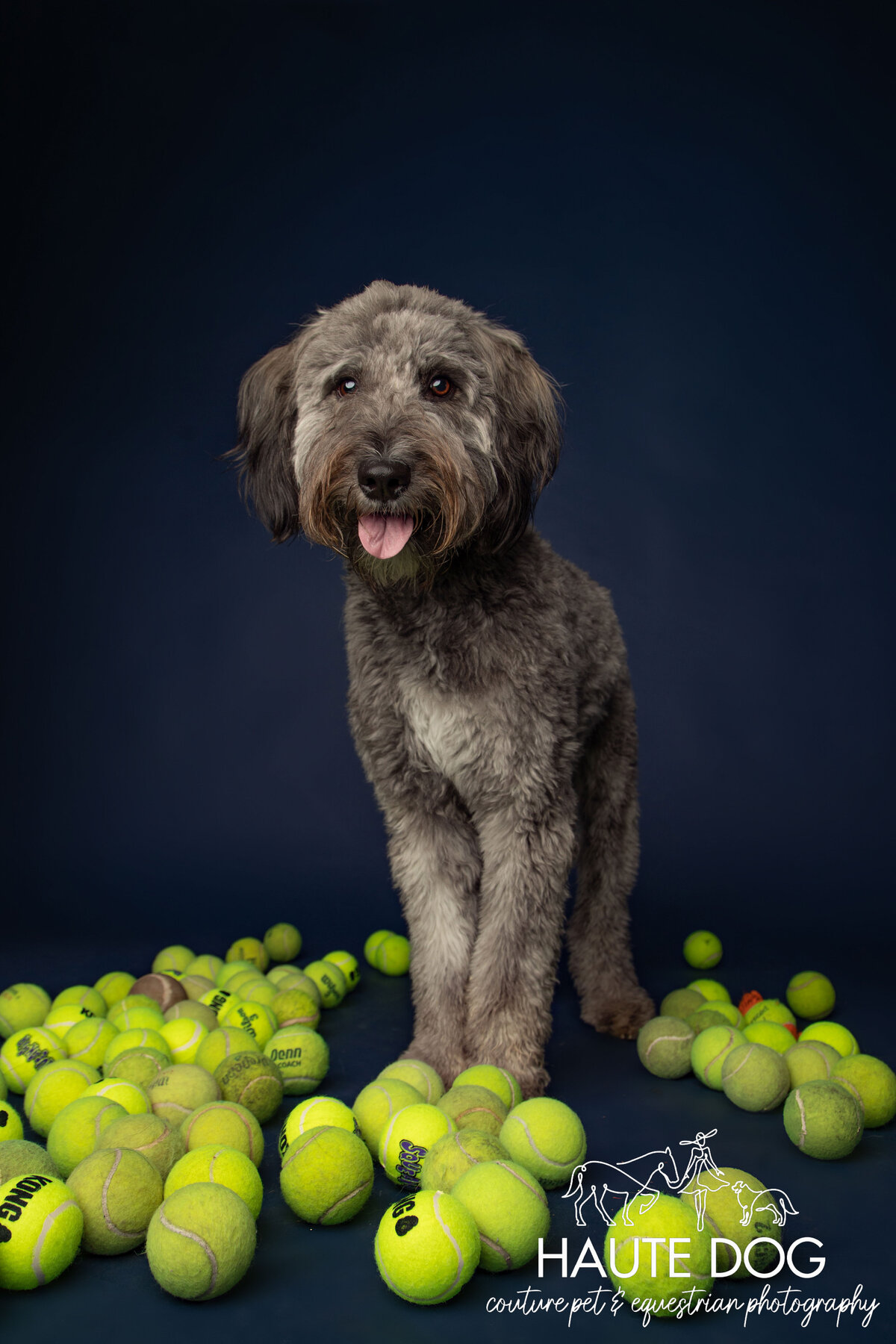 A gray Doodle dog standing amidst tennis balls on a solid blue background, with a playful and happy expression at Haute Dog studio.