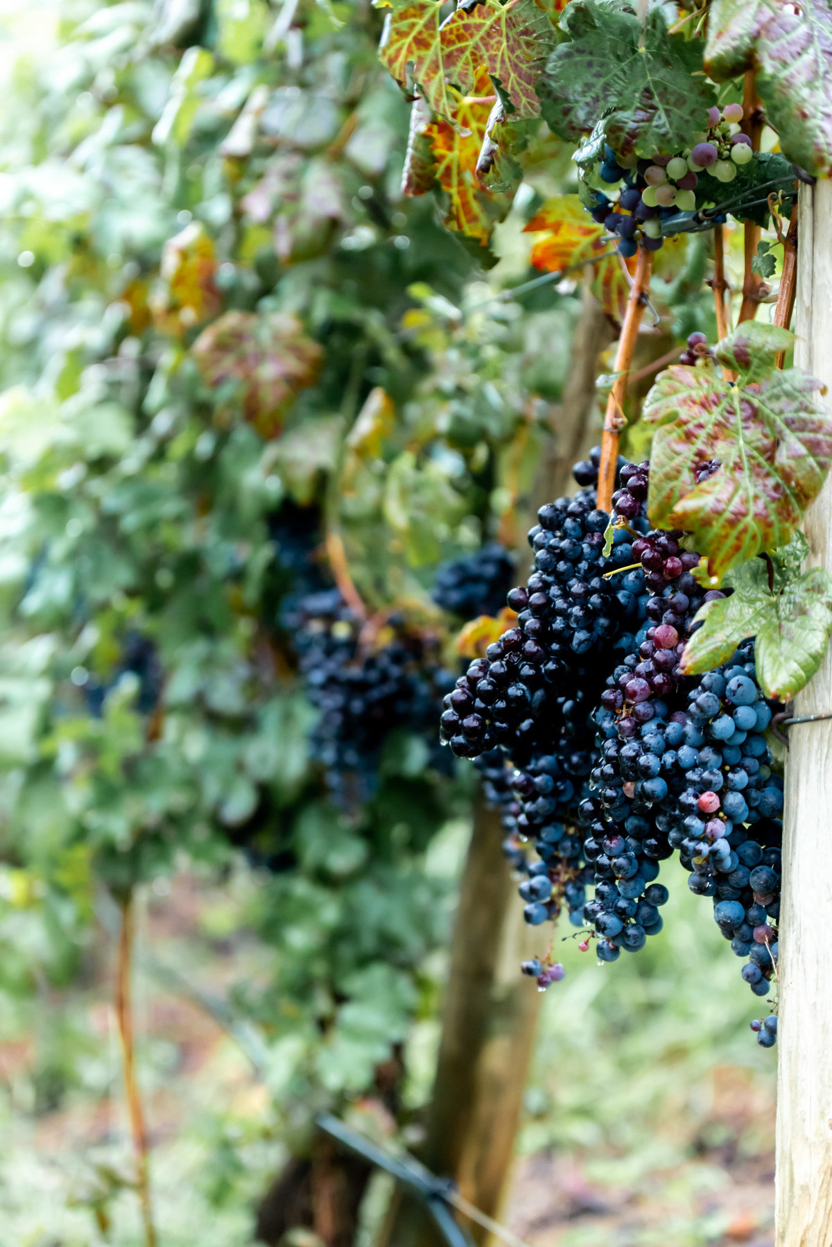 Grapes photographed at Delfosse Vinyard. Richmond and Charlottesville  wedding photographers