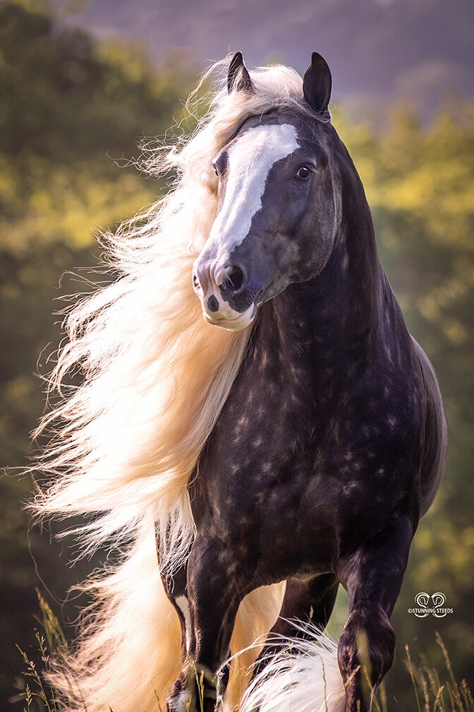 Gypsy vanner stallion - 3437©StunningSteedsPhoto-LowRes