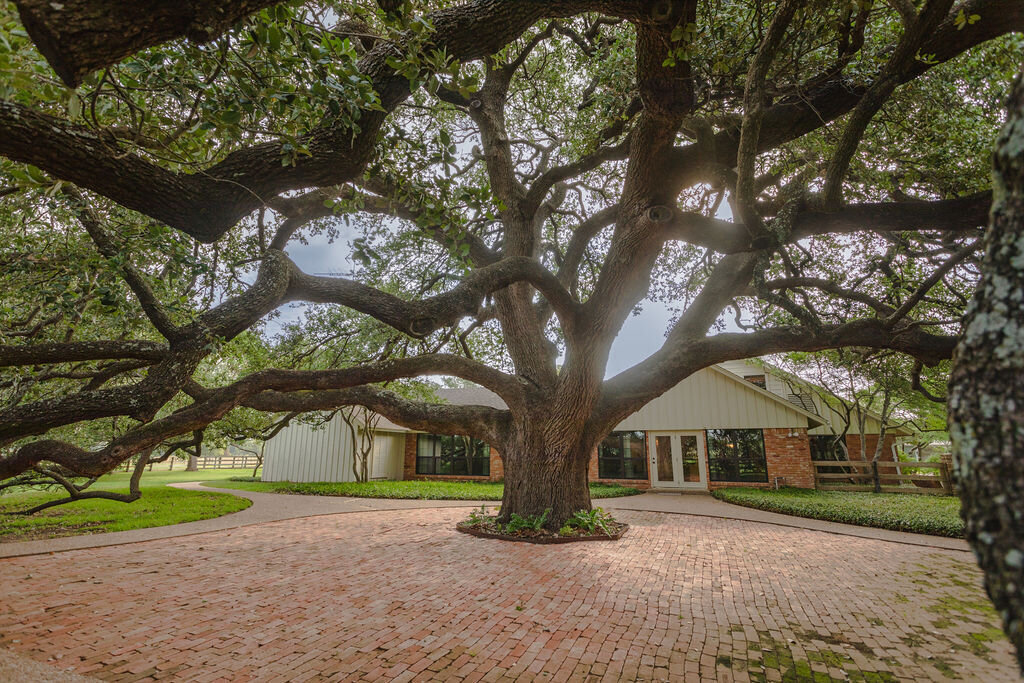 Full view of the beautiful oak tree in front of this 5-bedroom, 4-bathroom vacation rental house for 16+ guests with pool, free wifi, guesthouse and game room just 20 minutes away from downtown Waco, TX.