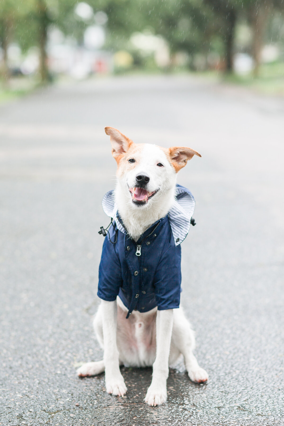 Rescue dog wearing a rain jacket in Boston