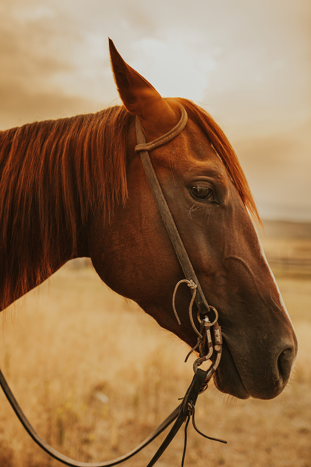 presley-gray-horseback-western-montana-engagement1861