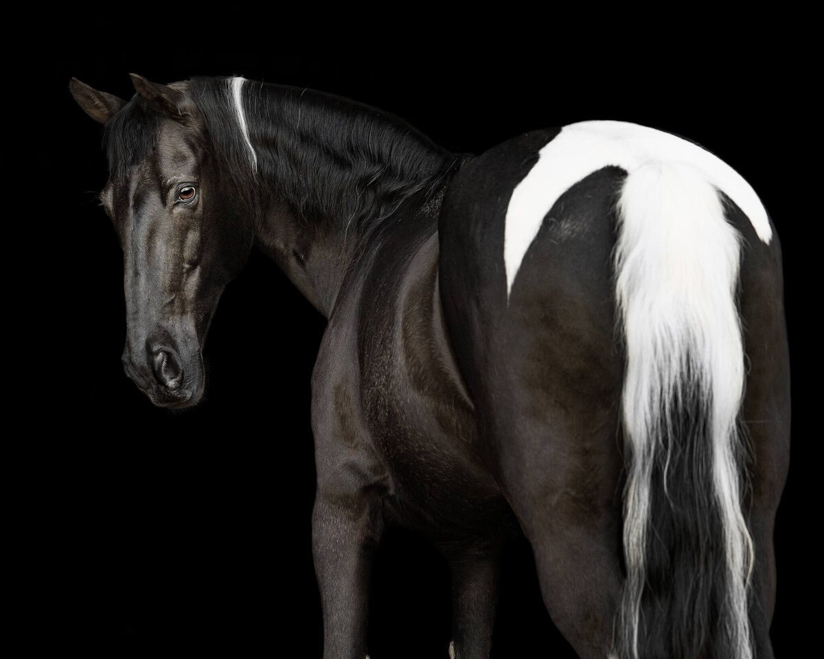 Black and White tobiano Spotted Saddle horse captured from behind with him looking off to the side captured on a black background style portrait. 