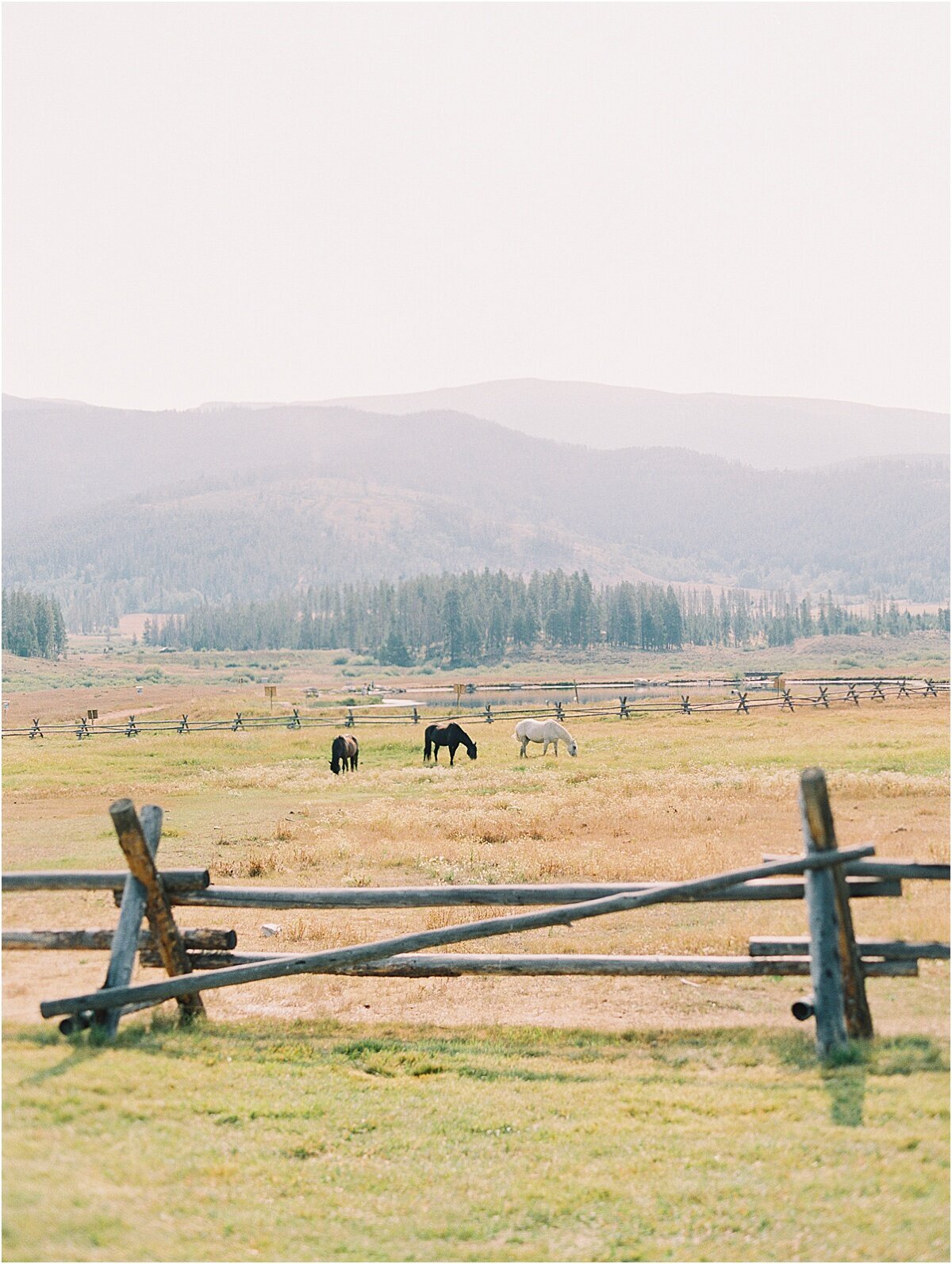horses in colorado ranch