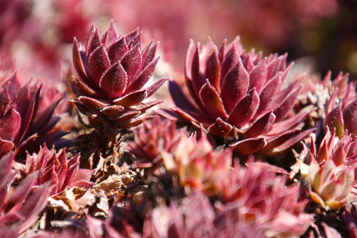 anthony-aird-uPOgUkaxuDg-unsplash