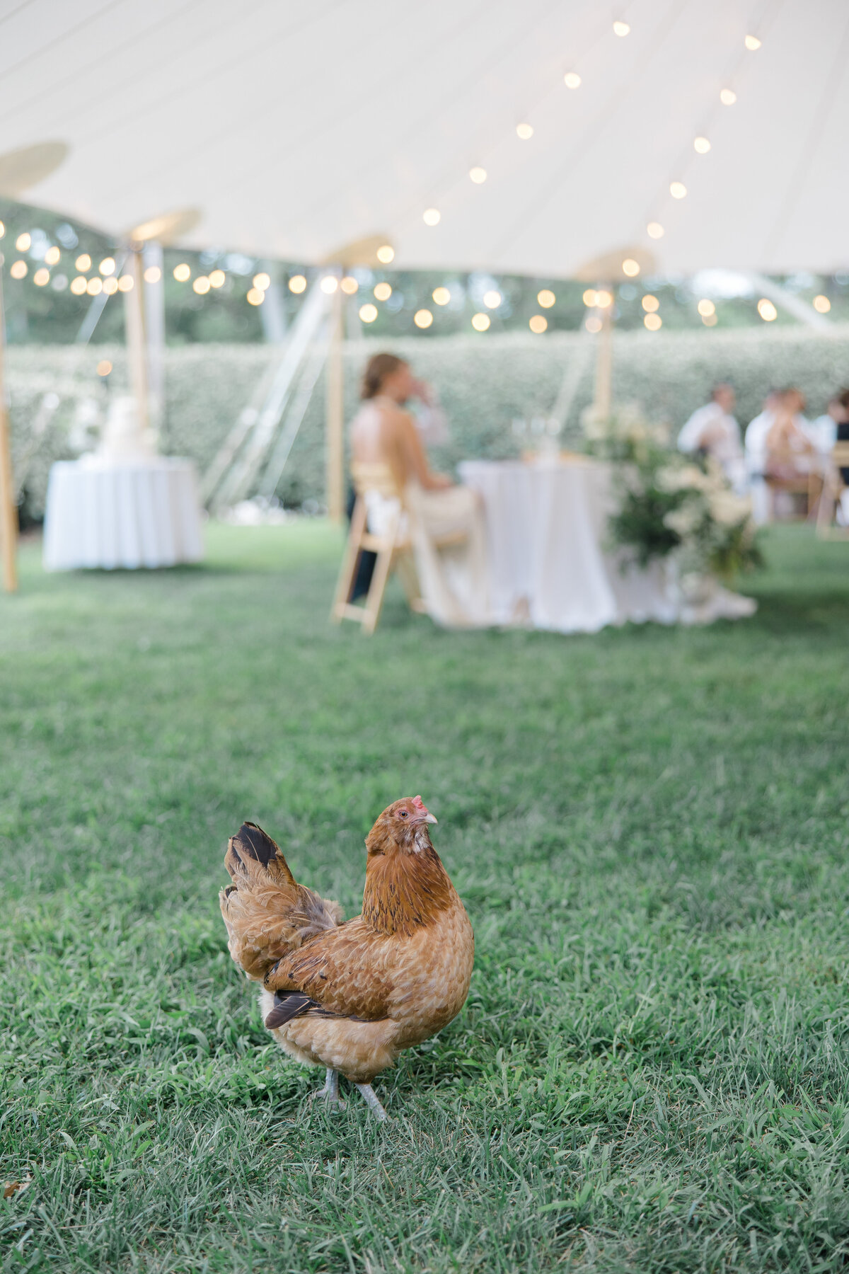 Evelyn+Ross-1044