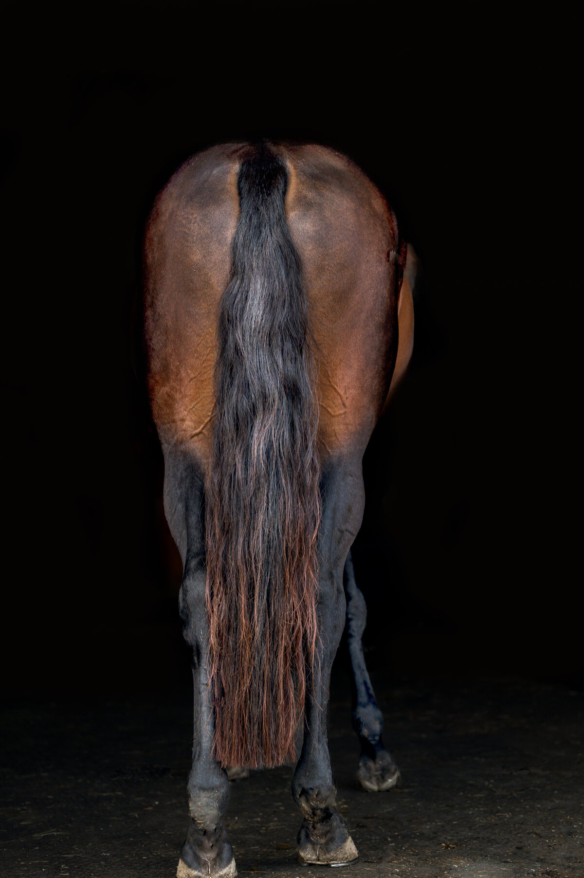 4-Clair's Horses | Oden & Janelle Photographers LLC 2023 | JJH_7047