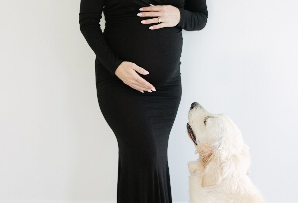 dog looking up at pregnant belly