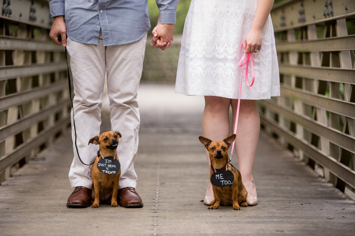 Two dogs wearing wedding signs being held by leashes by their engaged owners. A practice run before the wedding day.