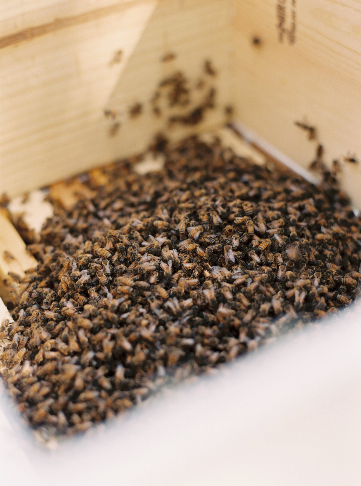website bees (10 of 46)