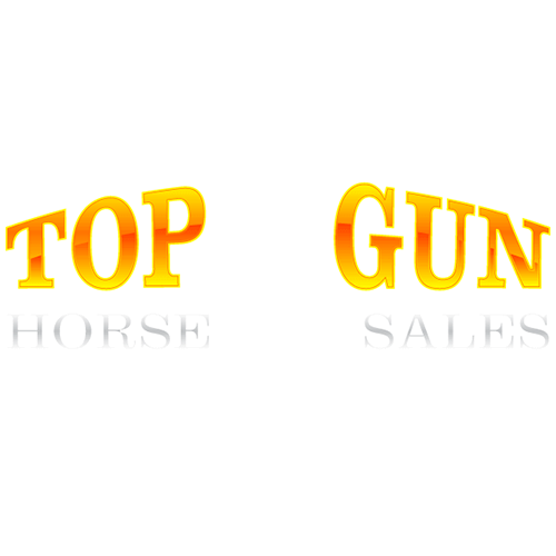 Topgun Horse Sale