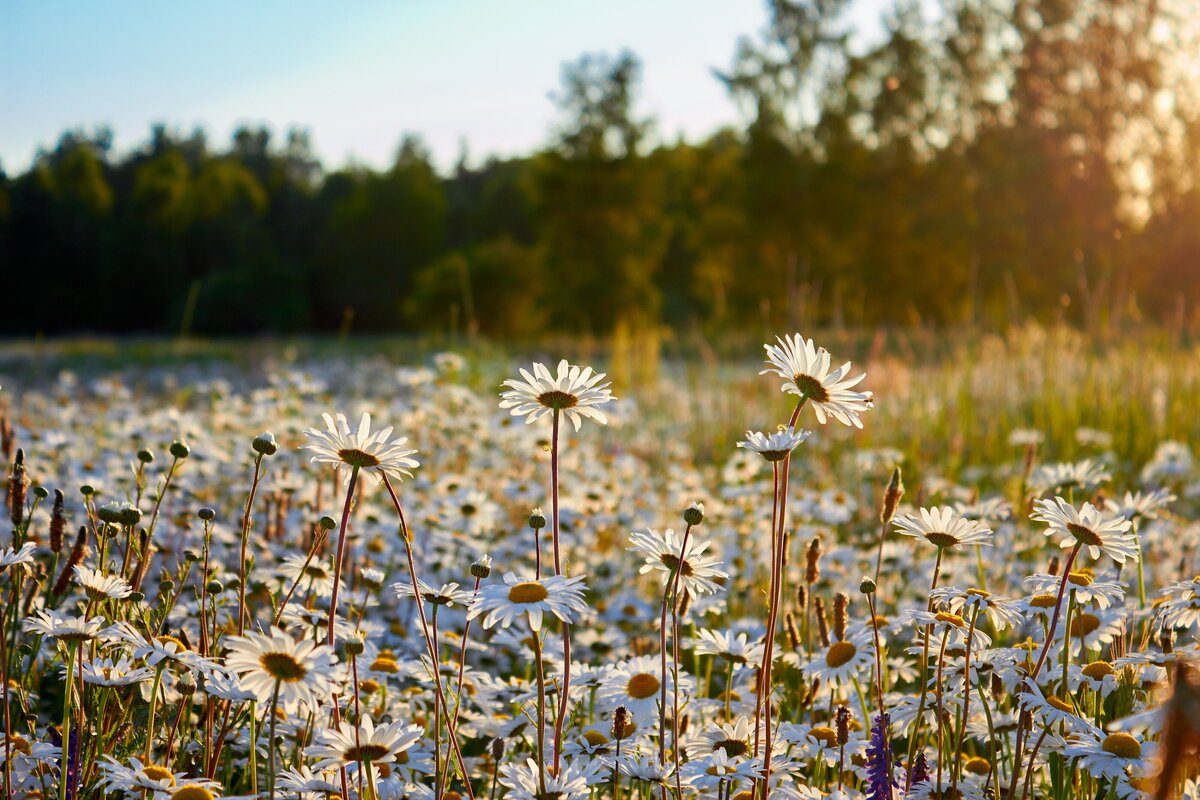 ilona-ivanova-bHvTwaQ0rOw-unsplash