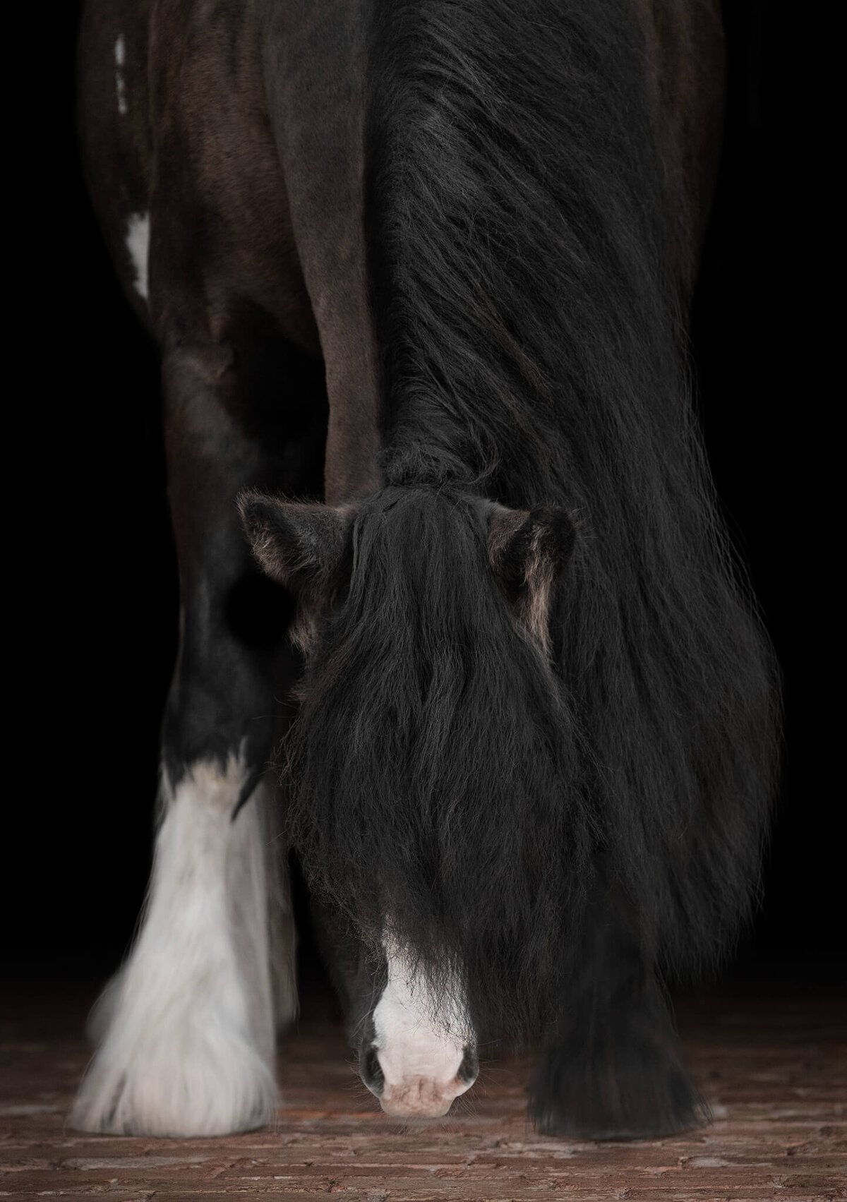 Black Gypsy Vanner Mare sniffing the ground photographed against a black background.