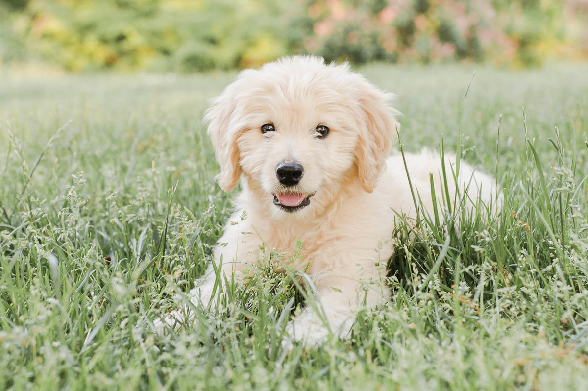 Mini Goldendoodle puppy lying in the grass