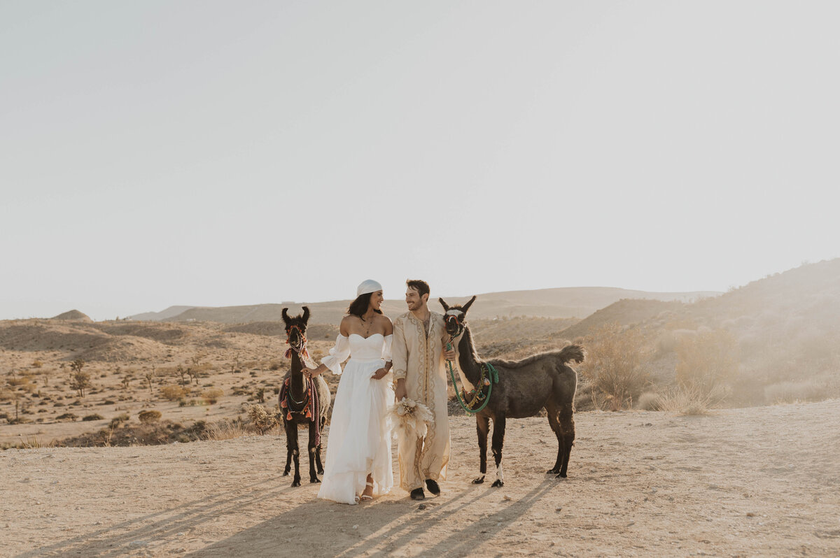 couple eloping walking with llamas