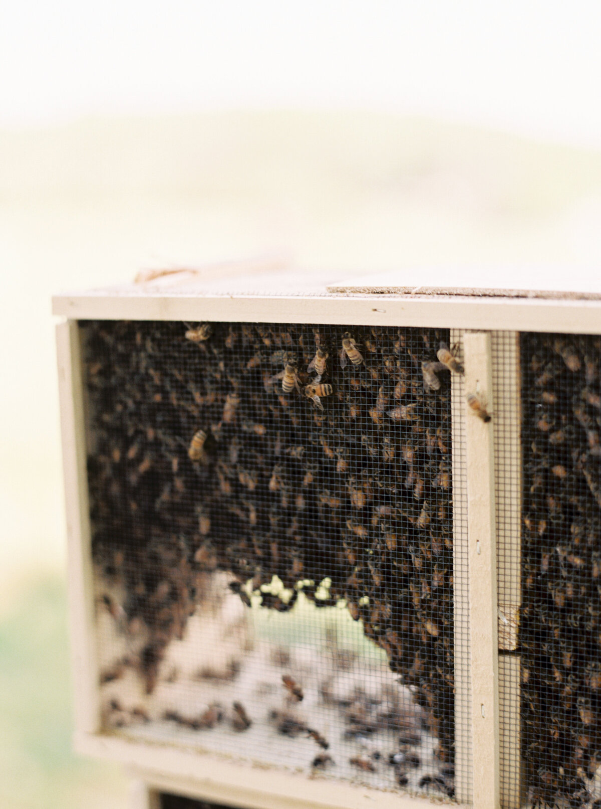 website bees (17 of 46)