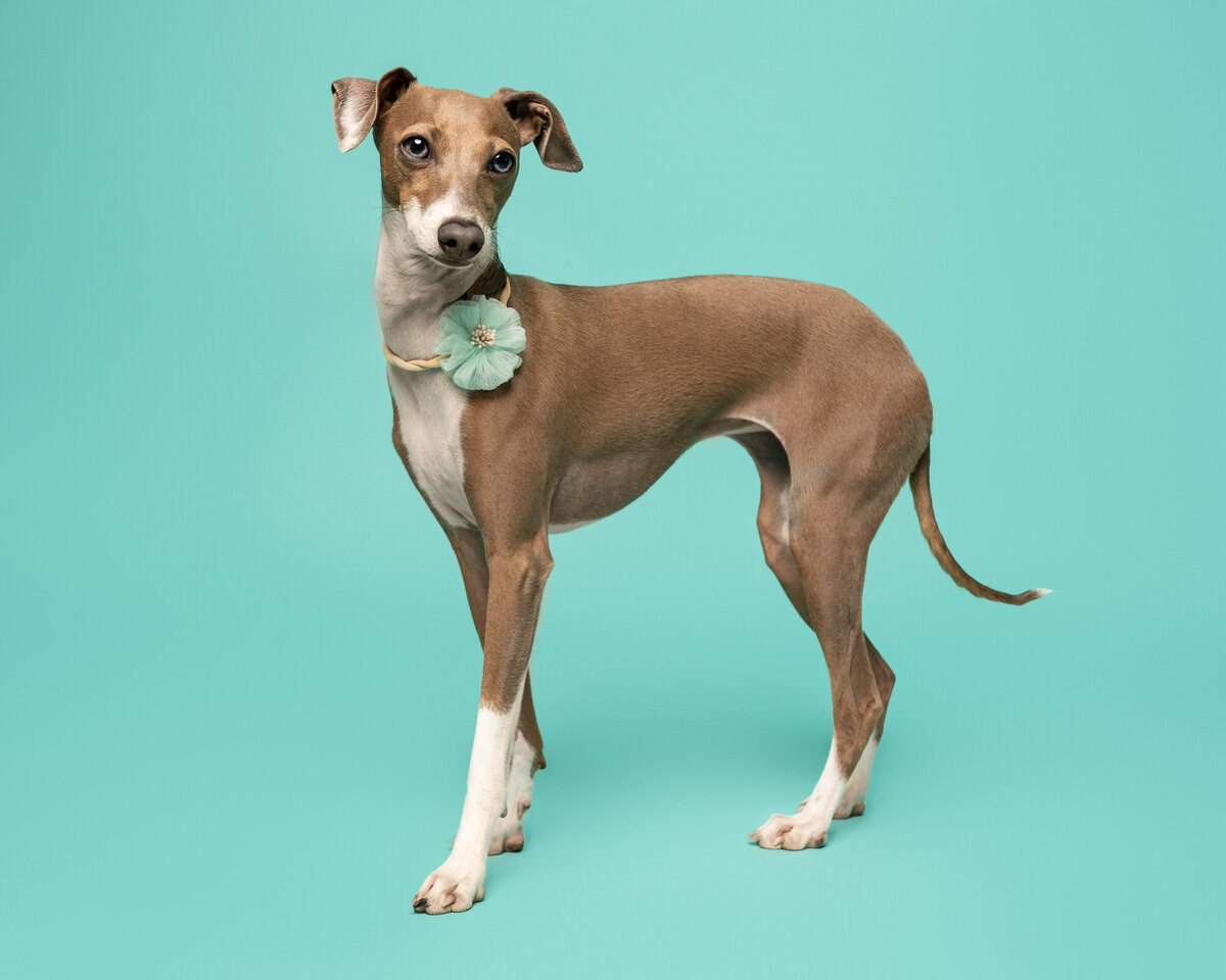 Dallas-dog-photography-studio-tiffany-greyhound