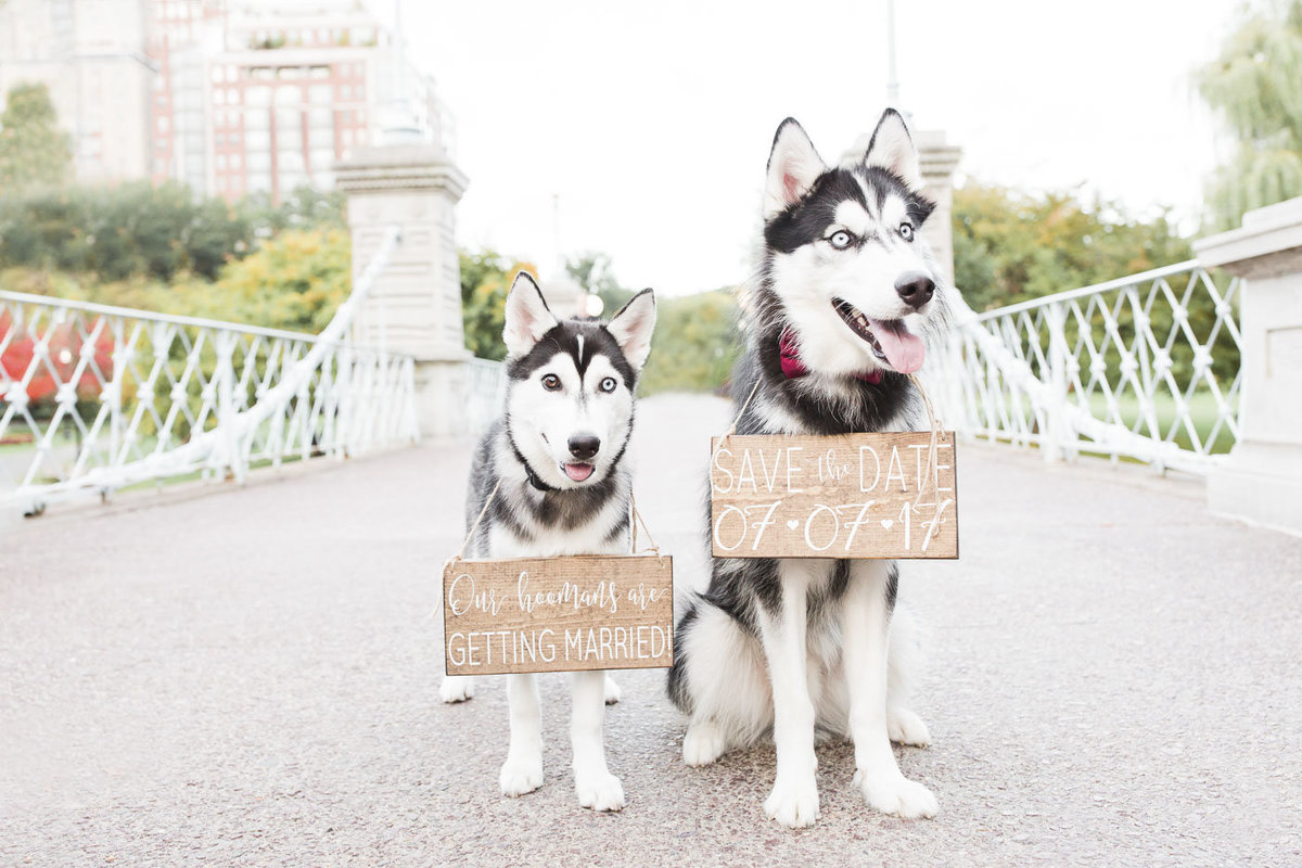 Two Huskies standing on a bridge in the Boston Public Garden