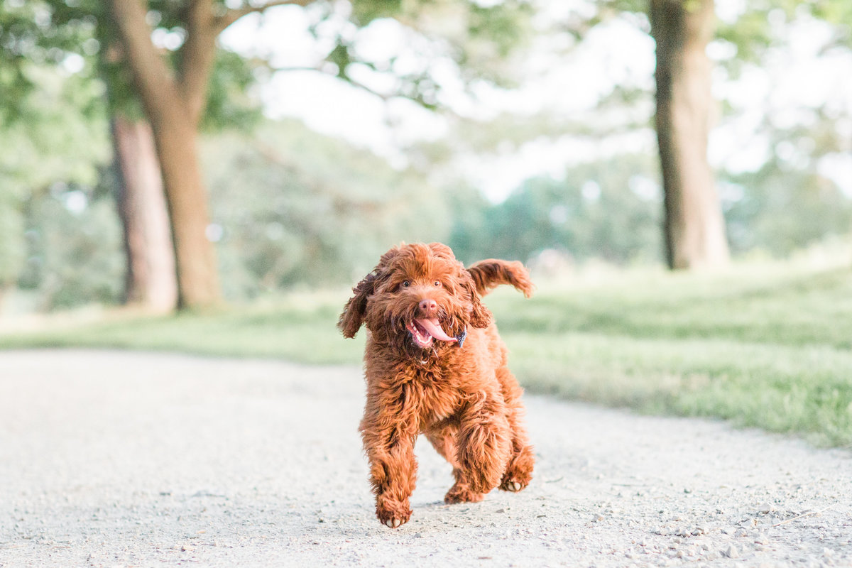 Australian Labradoodle running with tongue sticking out