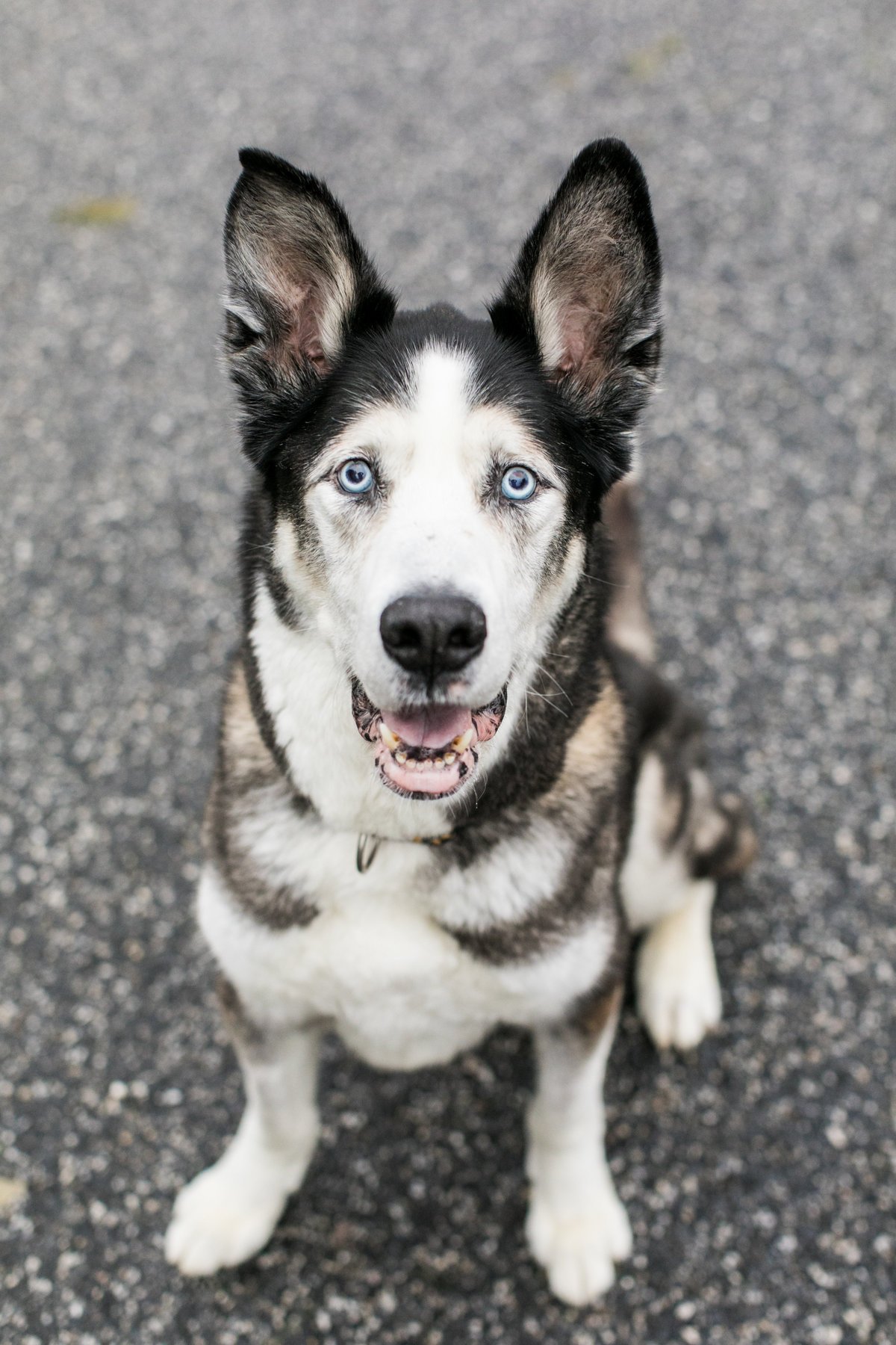 Baltimore Pet photographer husky with blue eyes dogs