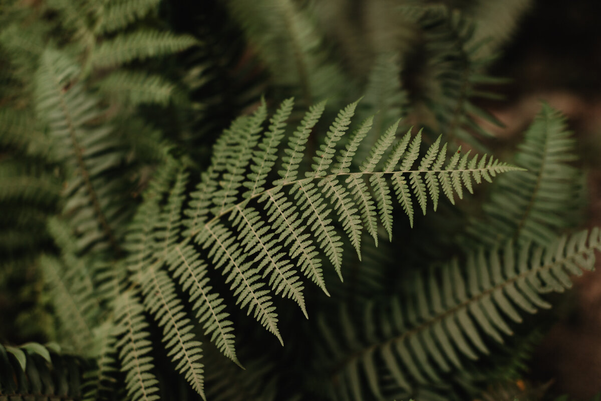 Fern in Mount Baker Snoqualmie National Forest