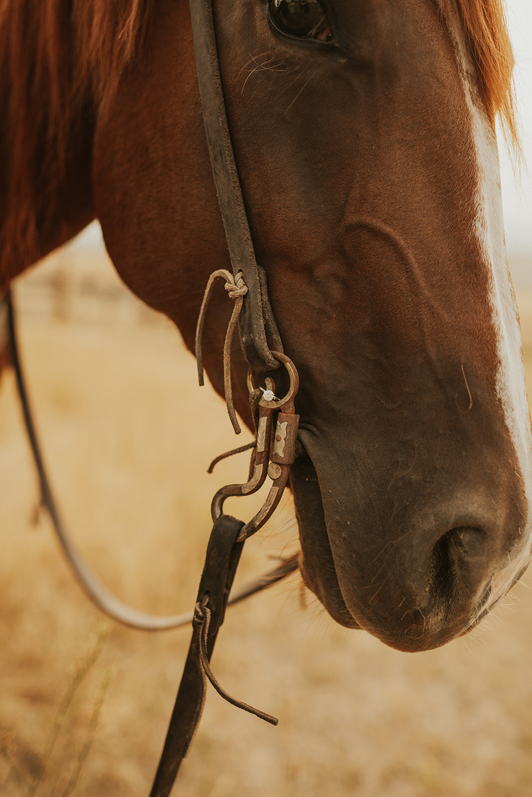 presley-gray-horseback-western-montana-engagement1856
