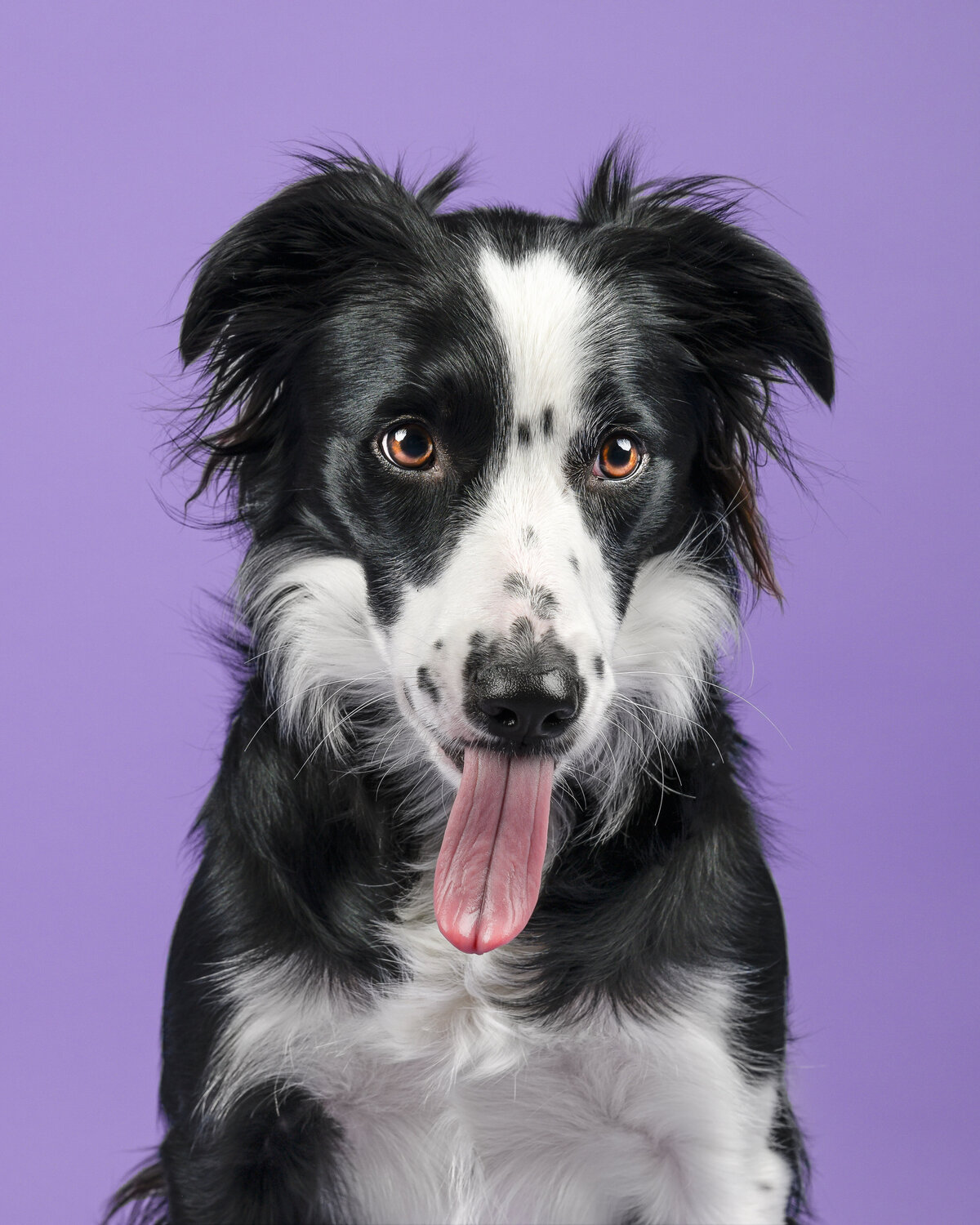 Enjoy the playful side of funny studio dog photography in Vancouver with Pets through the Lens Photography. This vibrant image features an energetic Border Collie with a delightful expression and tongue out, set against a lively purple backdrop. Our professional pet photography studio specializes in capturing the humorous and endearing moments of your pets, creating high-quality, memorable portraits. Trust Pets through the Lens Photography for an entertaining and unforgettable pet photography experience in Vancouver.
