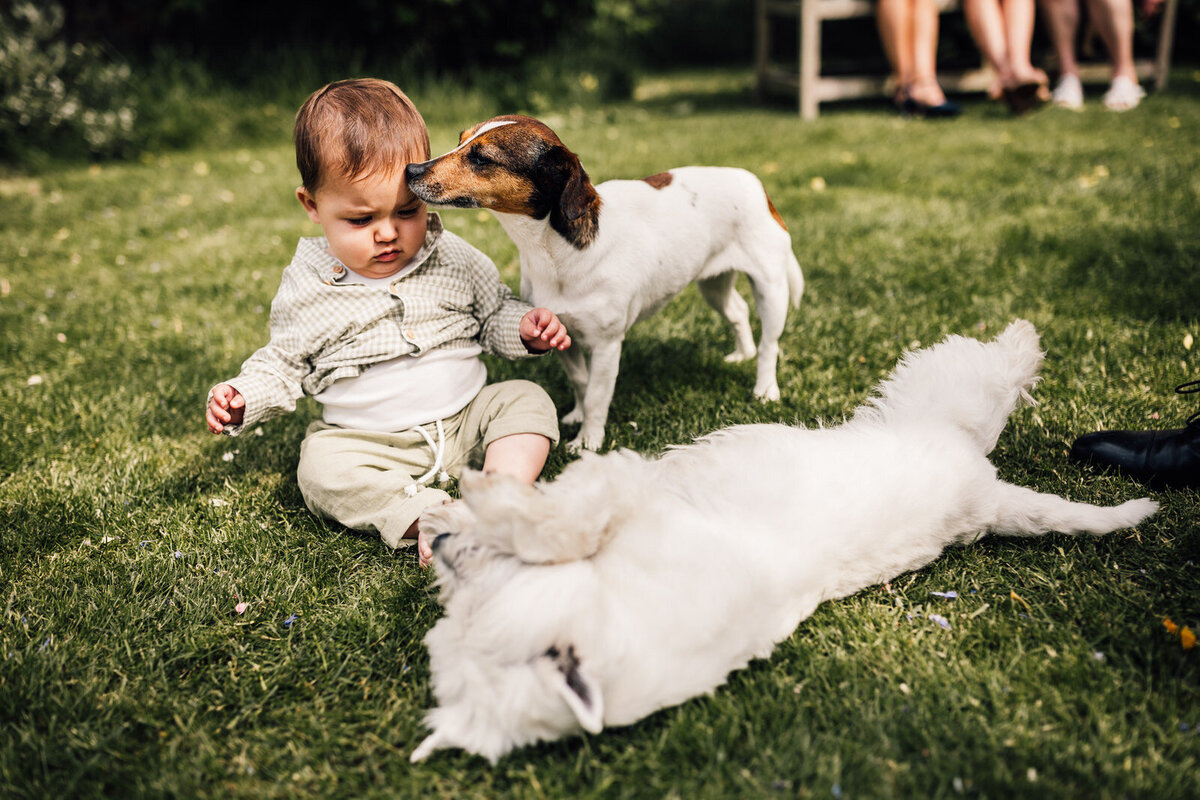 Infant Child sitting on grass with dogs at their side