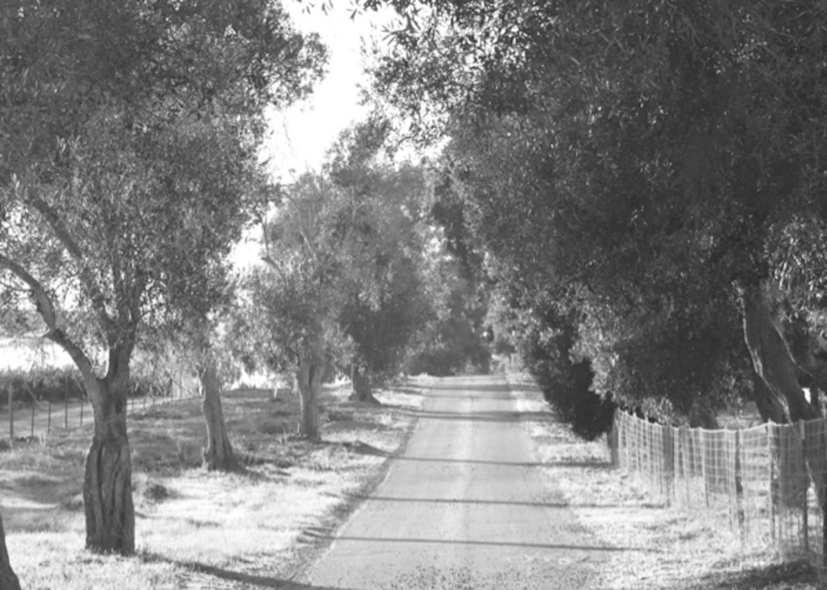 Black and white image of country road with old olive trees on either side