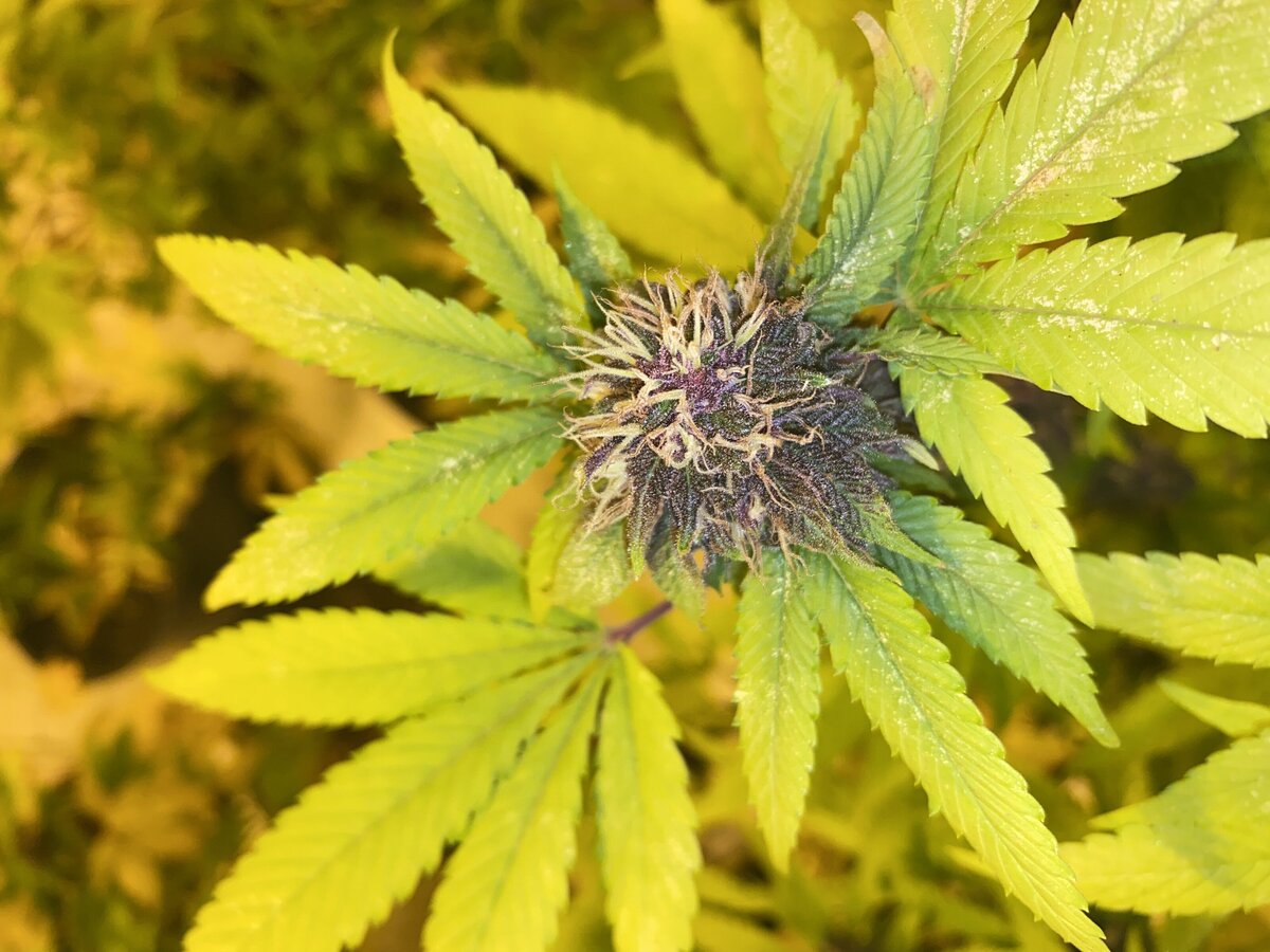 Wilson Zero Marijuana Plant