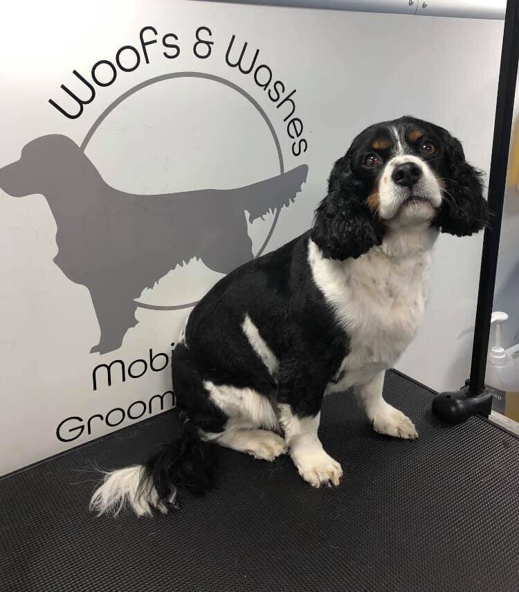 Selby, Pontefract and Goole Dog Grooming (17)