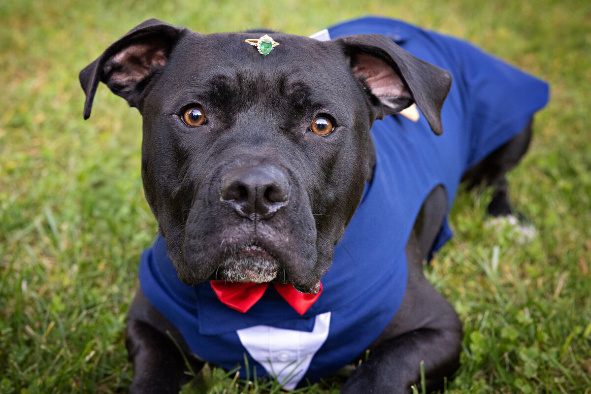 engagement-ring-dog-NJ