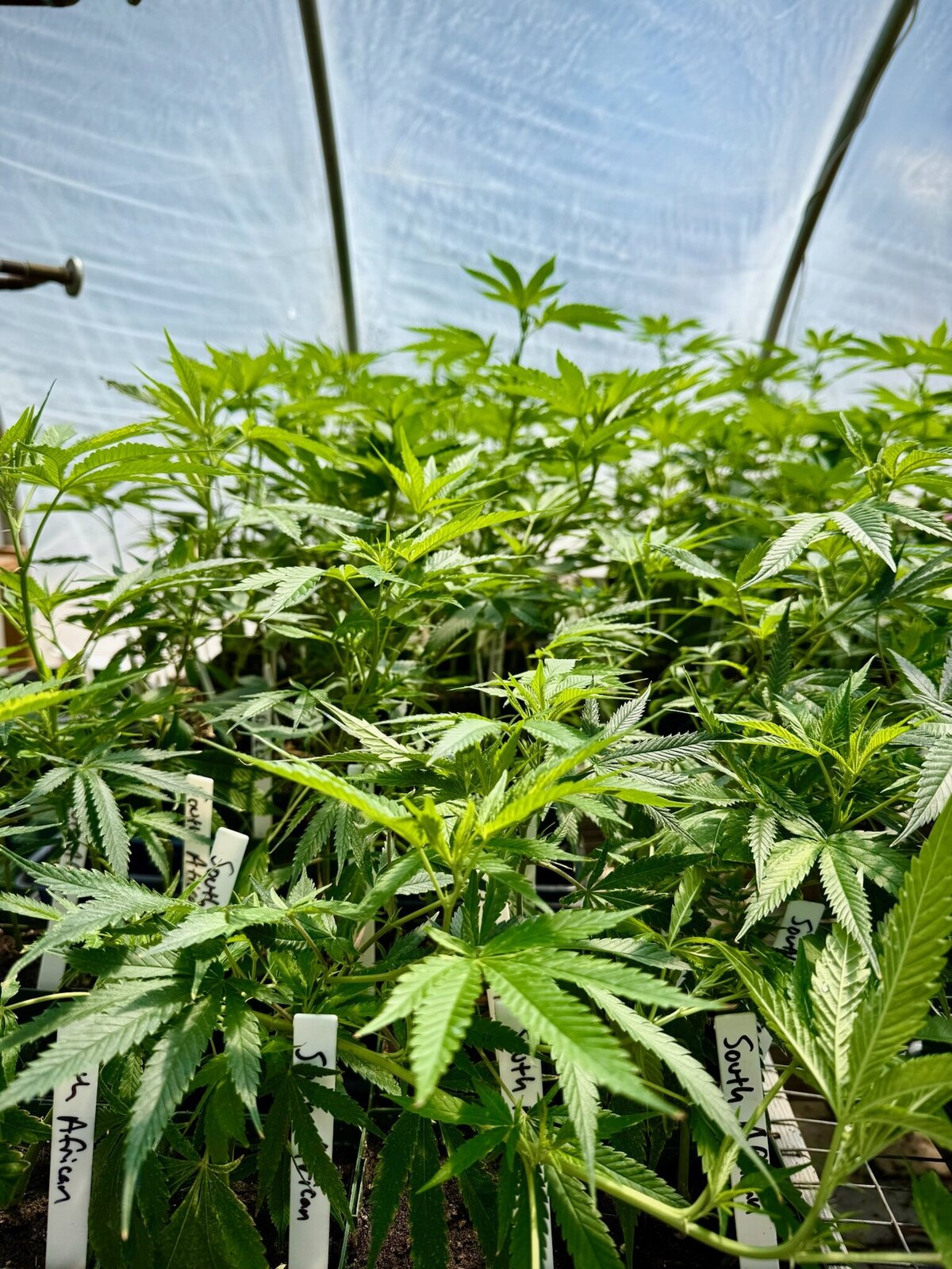 cannabis-plant-greenhouse