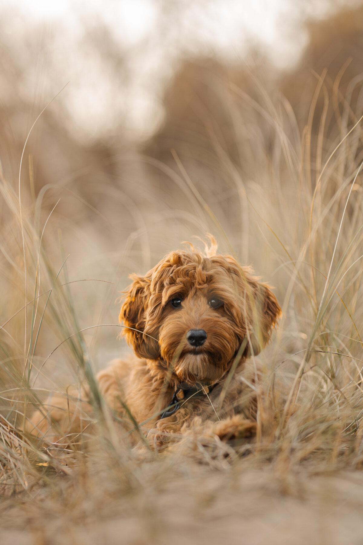 Olive, Boris en Lise- shootsbyrobin -250110- shootsbyrobin -250407-9