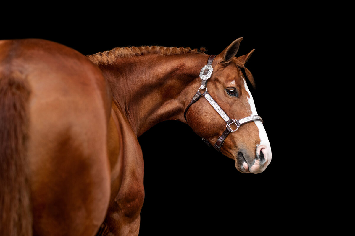 Western pleasure horse photographer in North Florida takes fine art photos of banded horse.