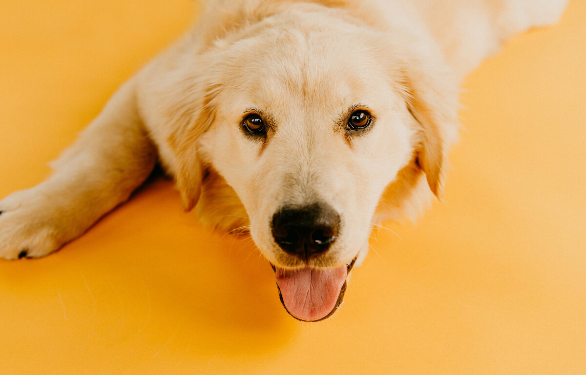 golden retriever puppy on yellow backdrop