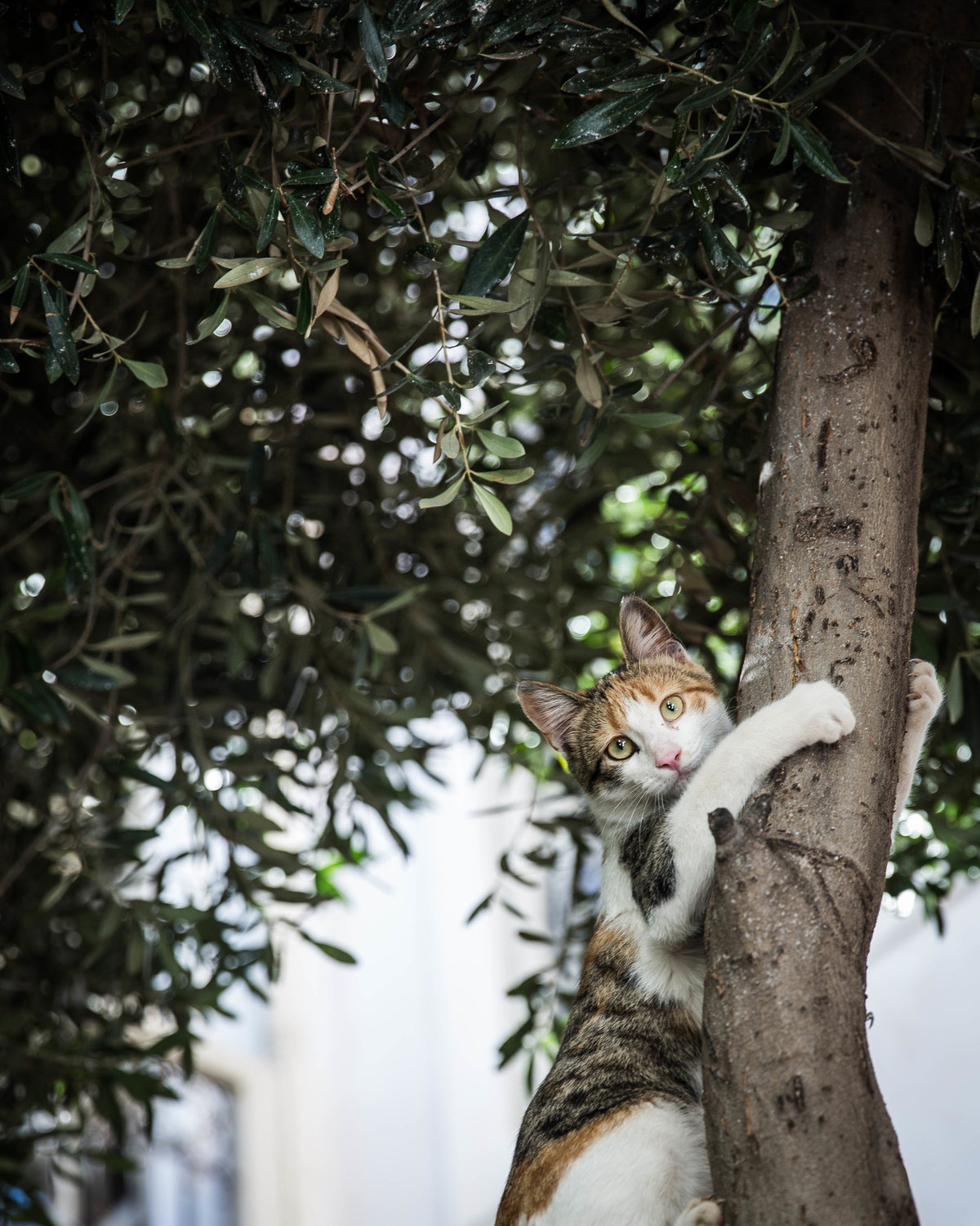 marrakech tree cat