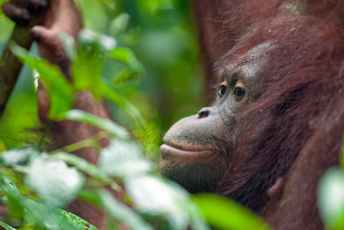 Orangutan - Borneo 1 _DSC0133-1