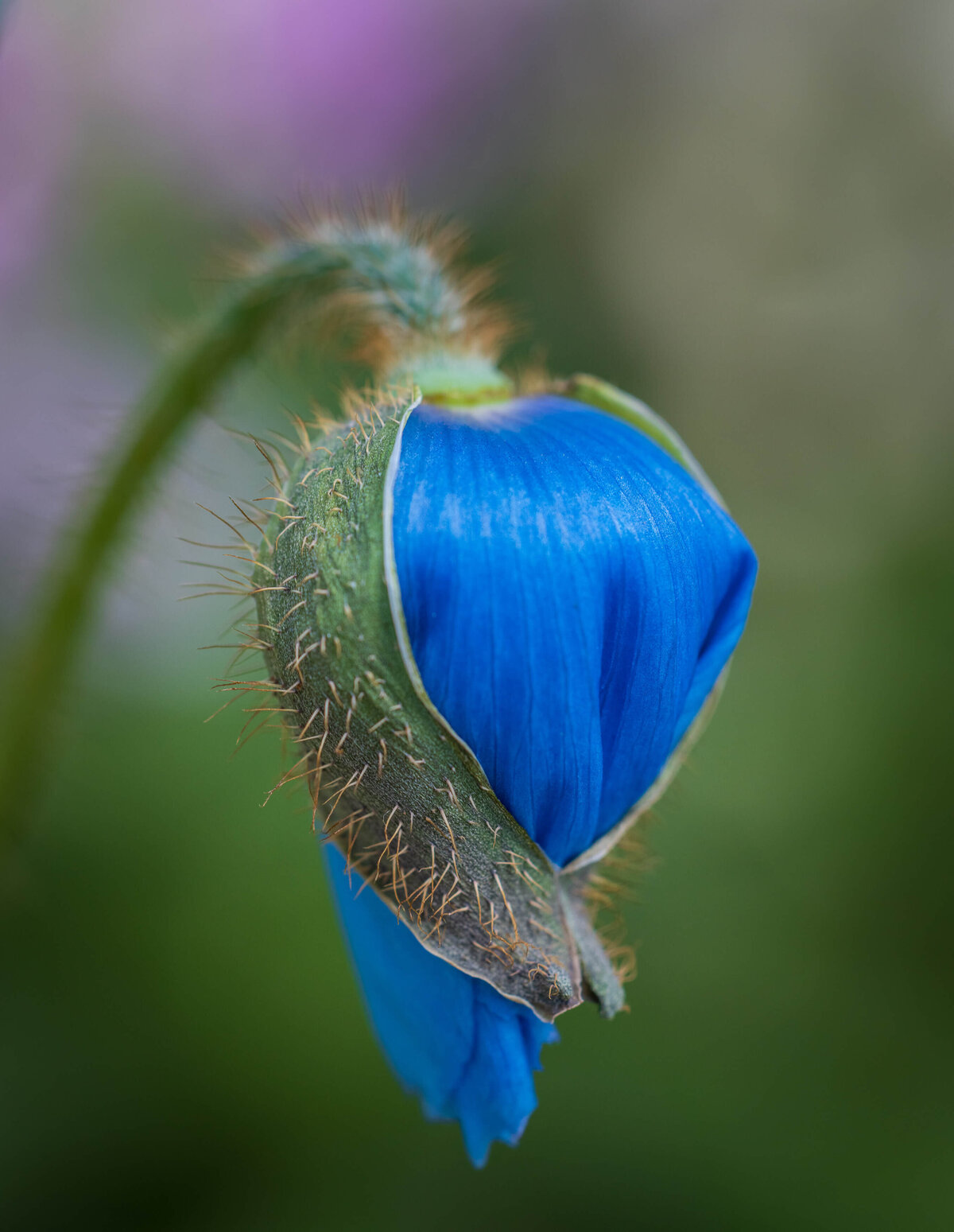 2022.04-Garden-PA-Longwood-Flower-Chrissy-Donadi-Photography-Clear--Himalayan-Blue-Poppy-Hugs