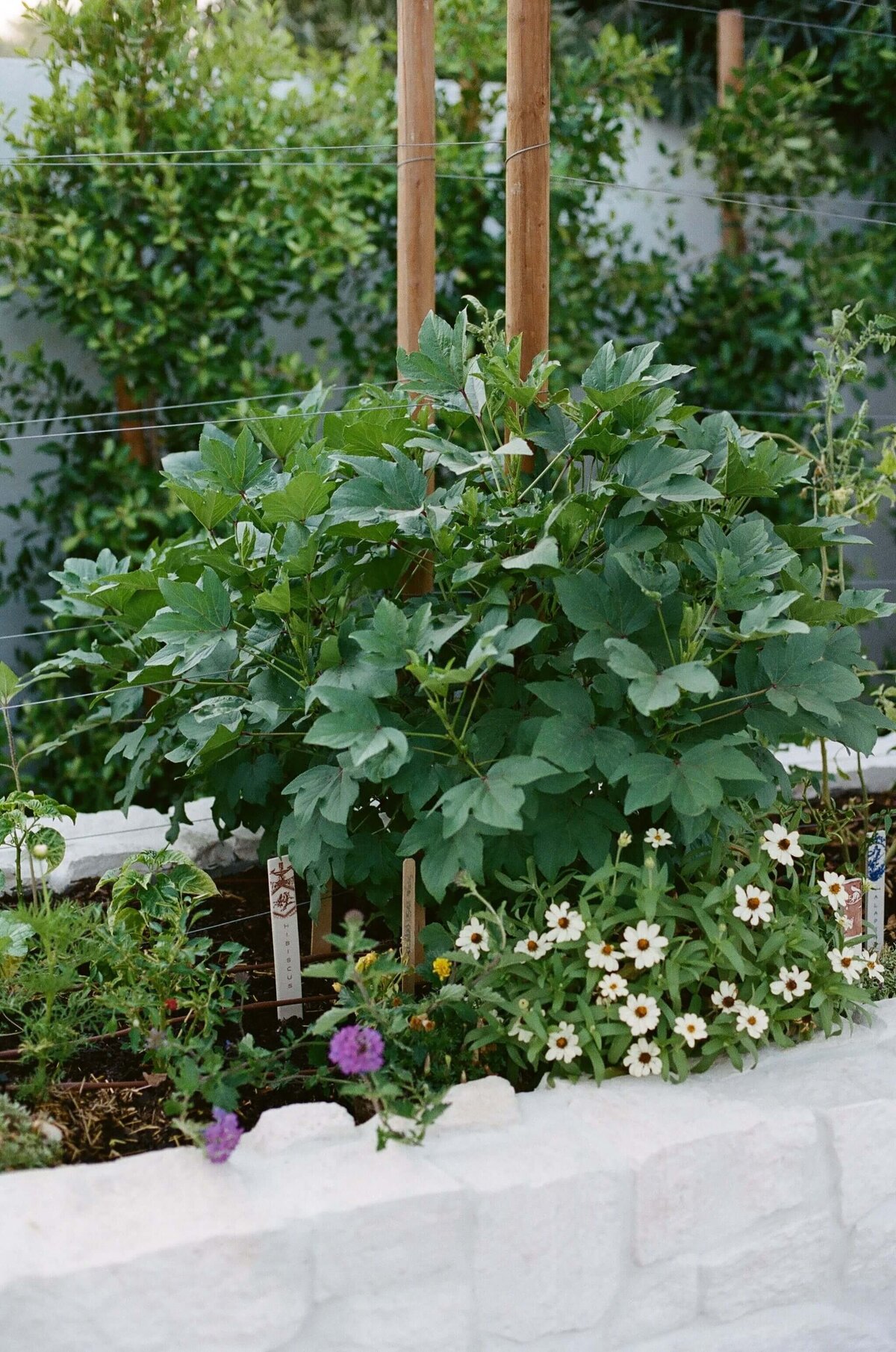 Hibiscus-Desert-Gardening-Garden-Hacienda