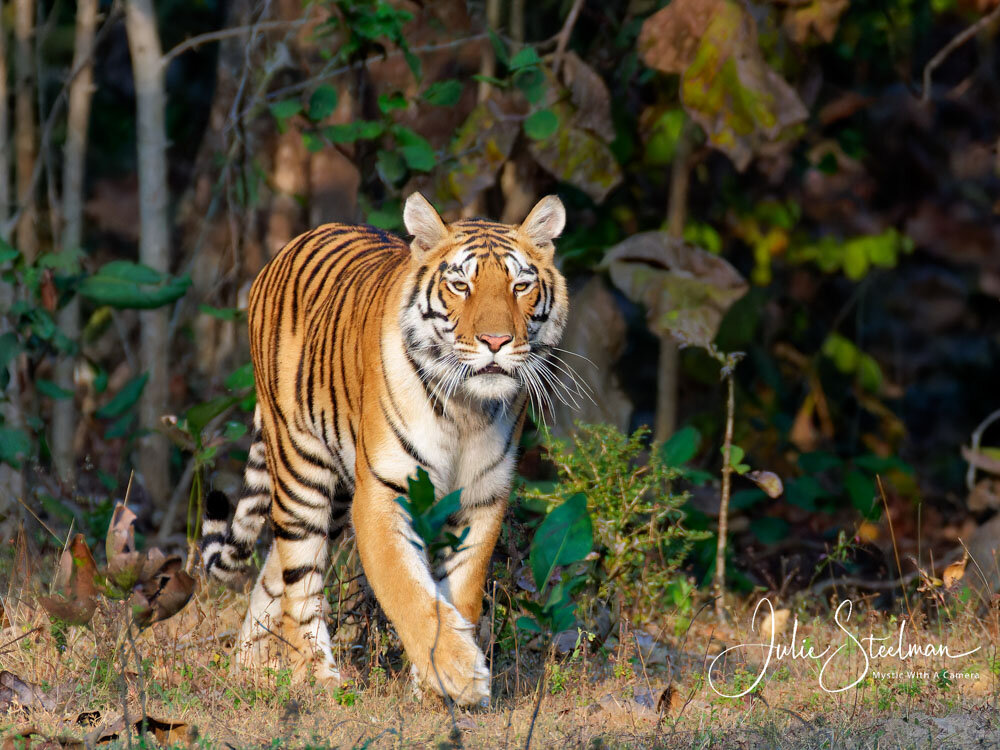 Female tiger photo taken by photographer Julie Steelman